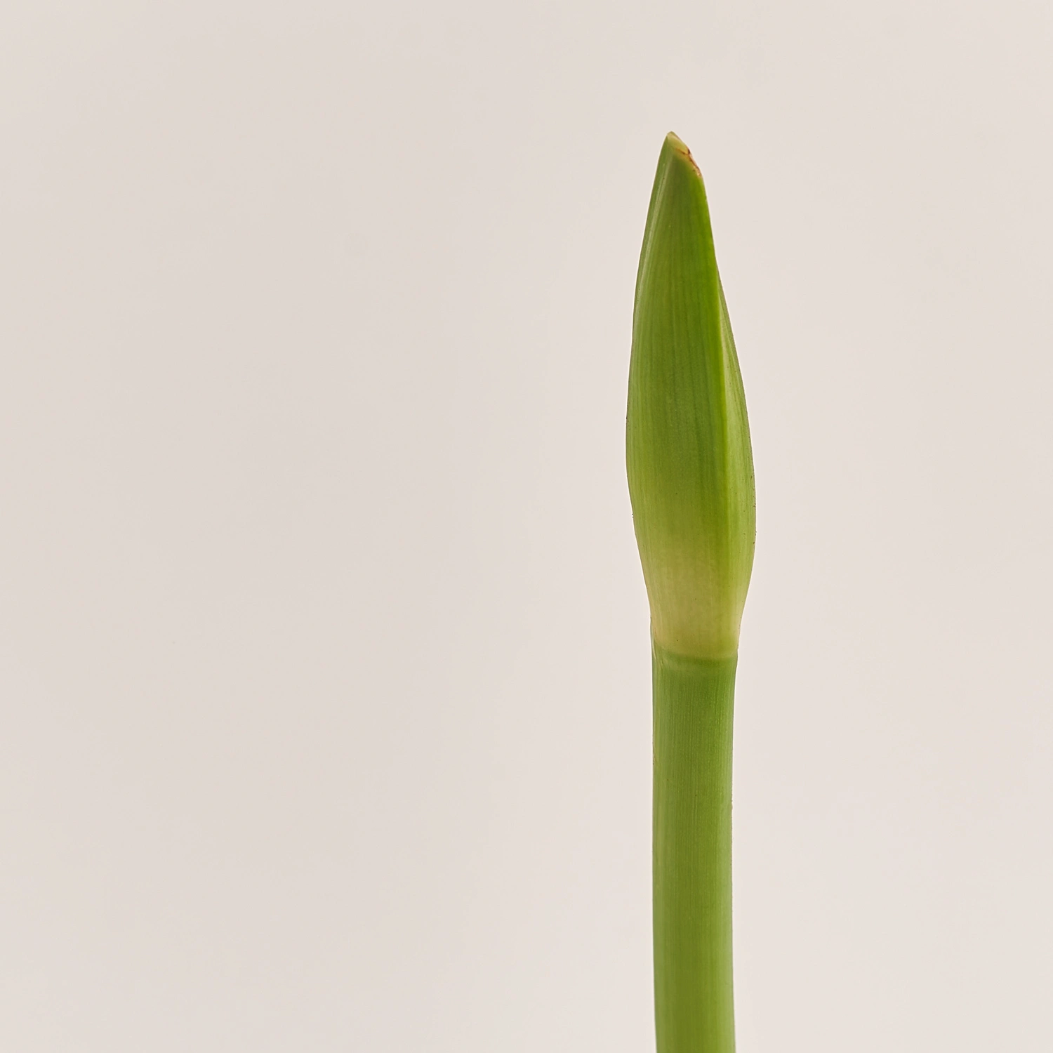 Зображення товару Амариліс мікс, артикул: 53418