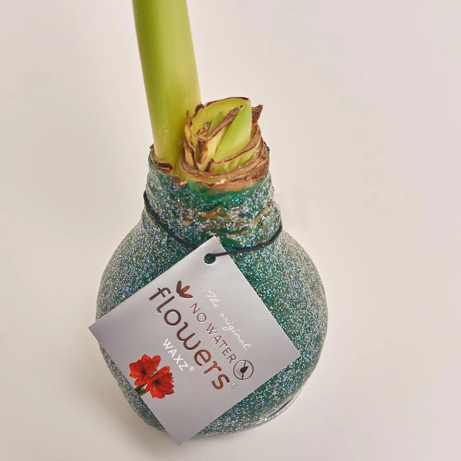 Зображення товару Амариліс мікс у воску, артикул: 54508