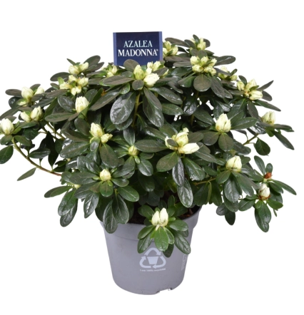 Зображення товару Азалія Мадонна, артикул: 56899