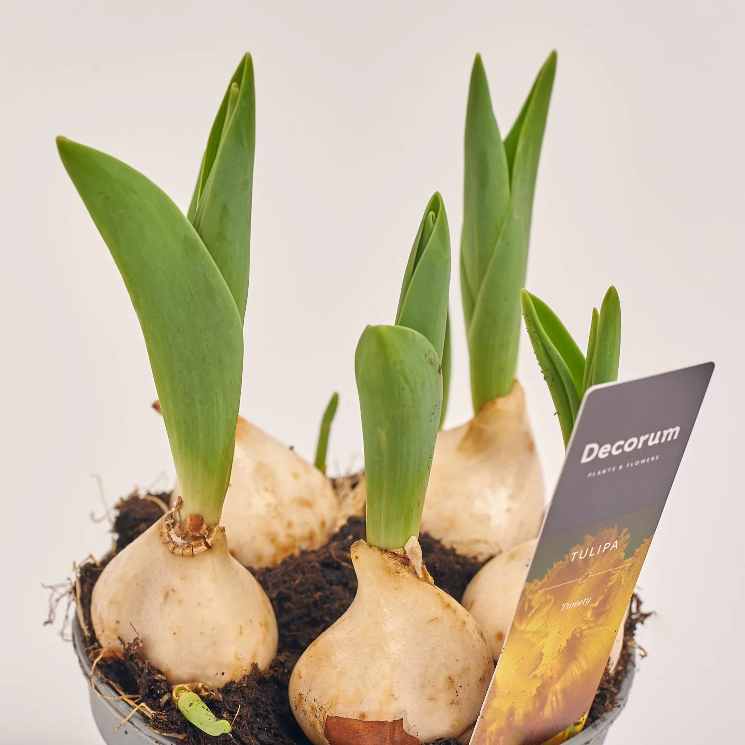 Зображення товару Тюльпан Твітті, артикул: 55449