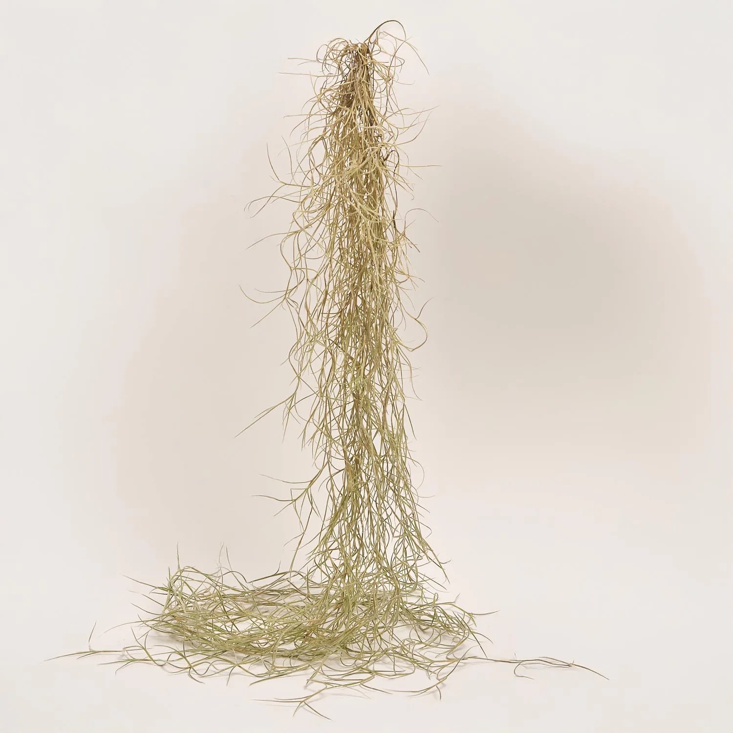 Зображення товару Тілландсія Усневидна, артикул: 55183