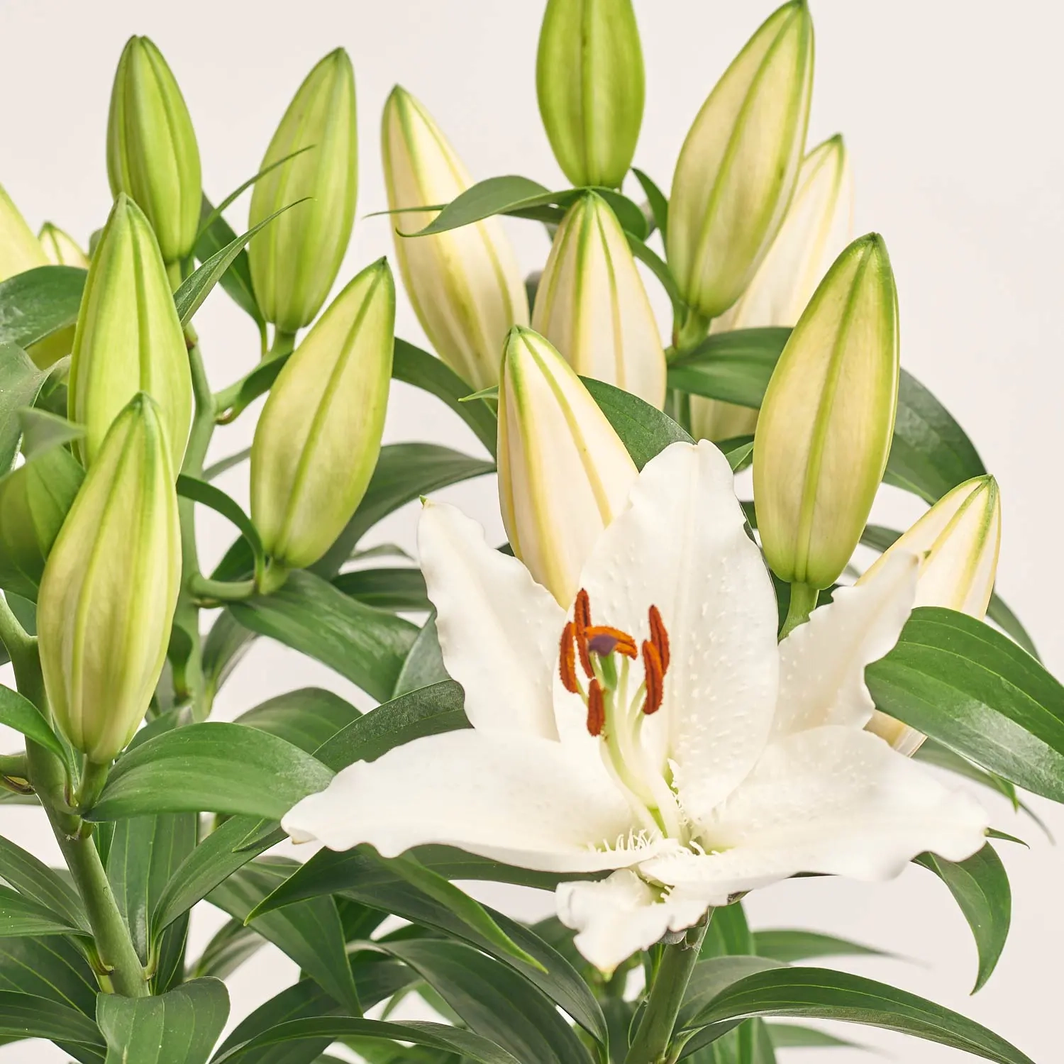 Зображення товару Лілія біла, артикул: 4063