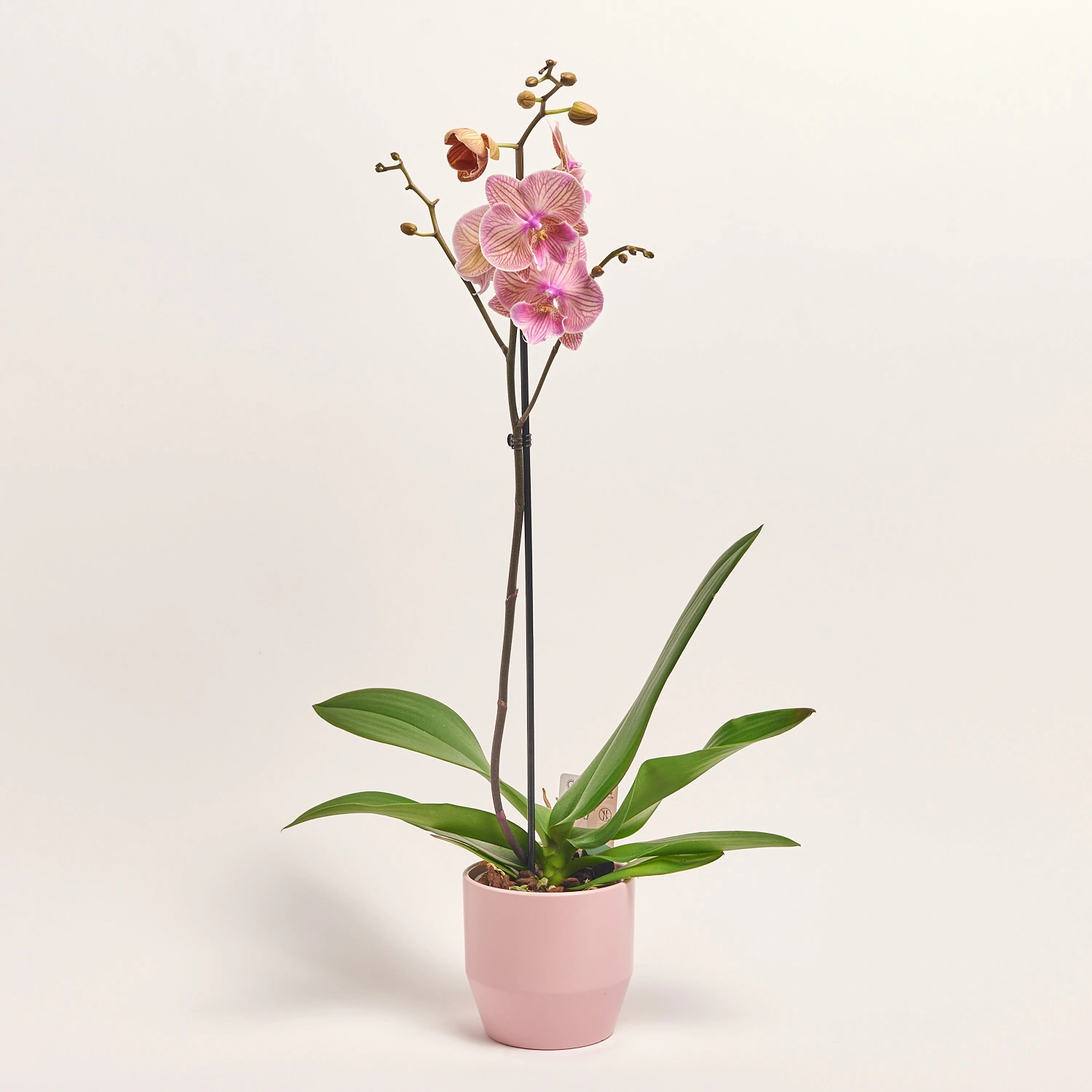 Фаленопсис та Кашпо Сет 346, артикул: 56292 Зображення товару Фаленопсис та Кашпо Сет 346, артикул: 56292