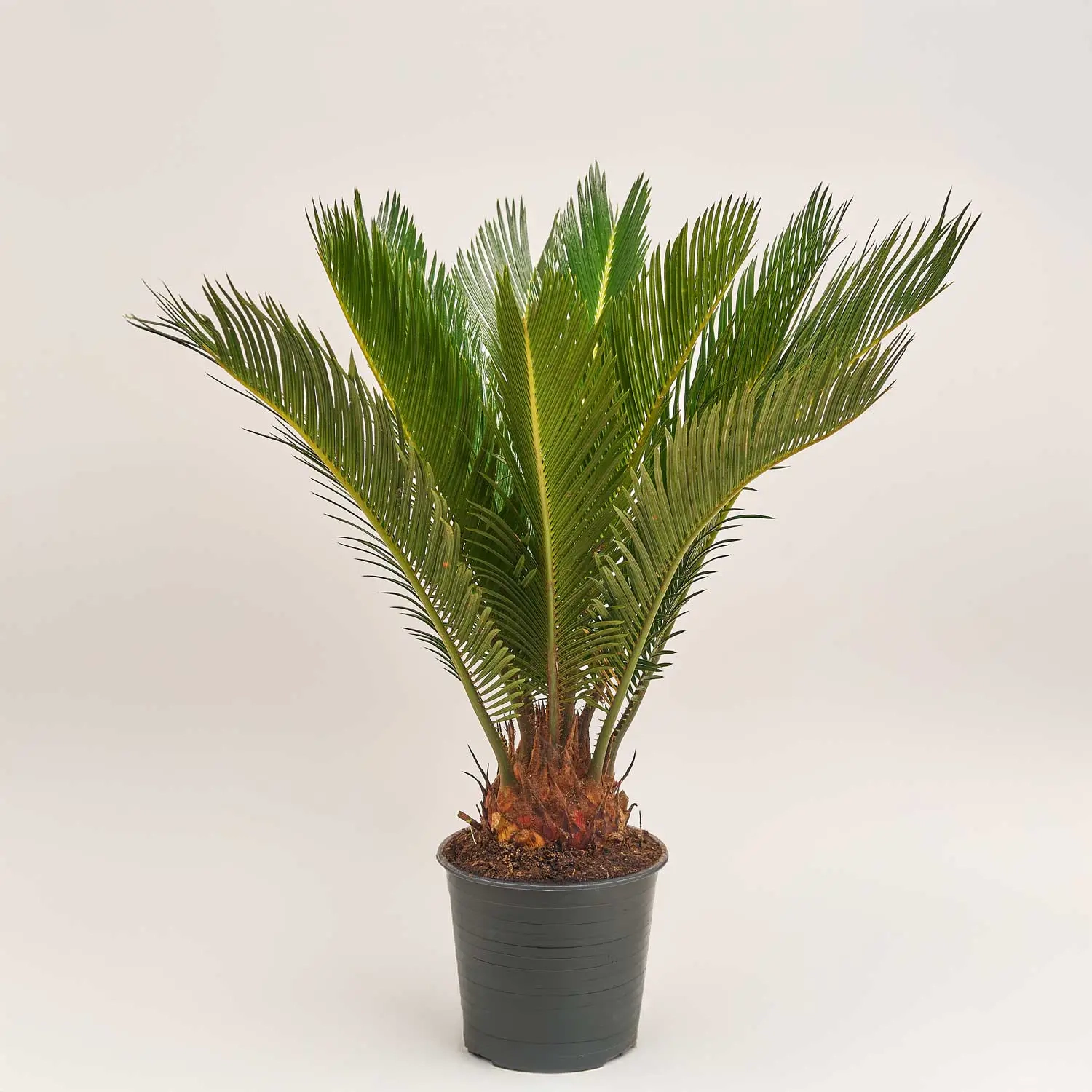 Зображення товару Цикас Революта, артикул: 52803