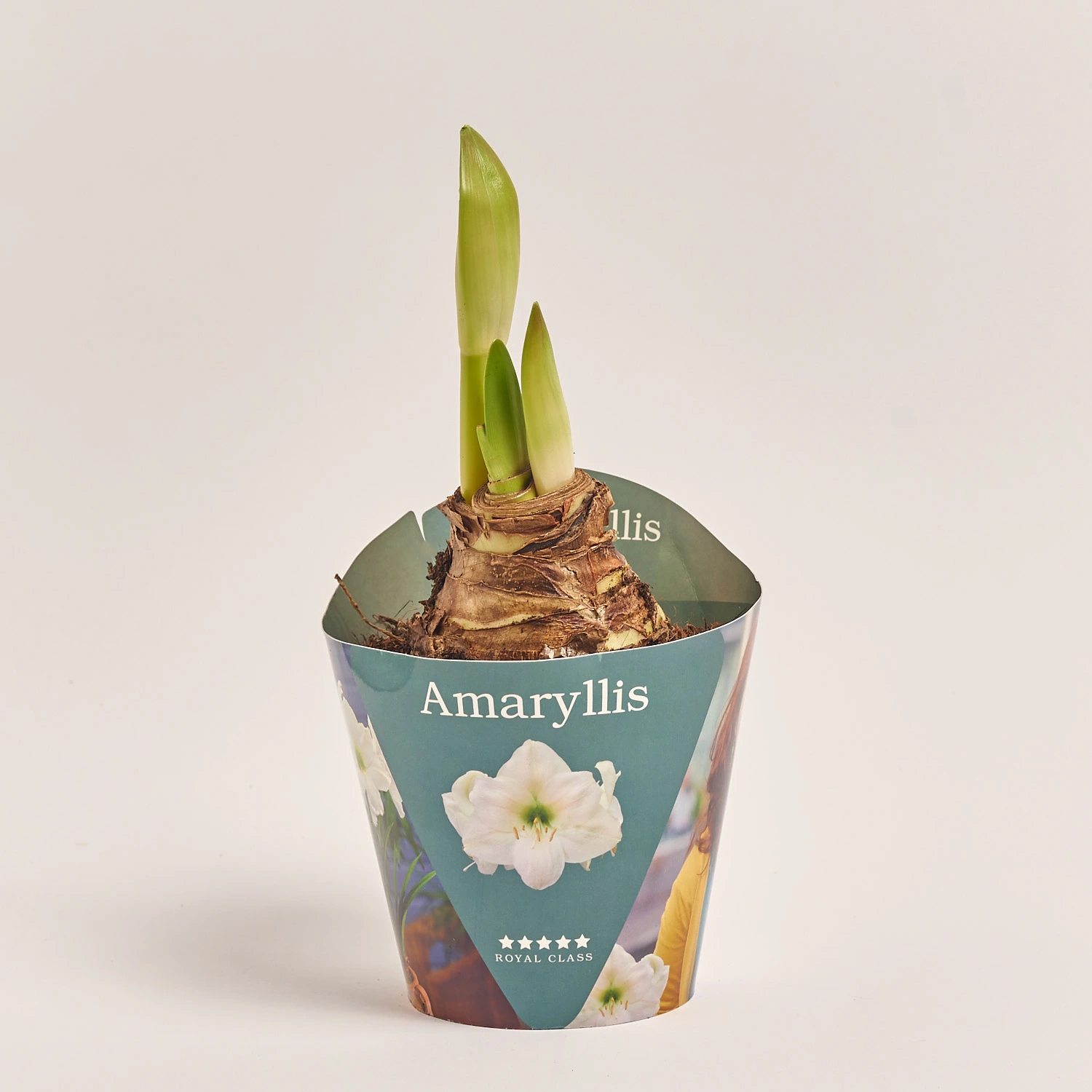 Зображення товару Амариліс мікс, артикул: 54989