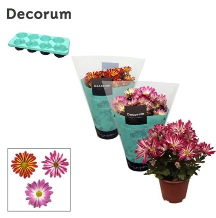 Зображення товару Хризантема Маргаріта, артикул: 57258