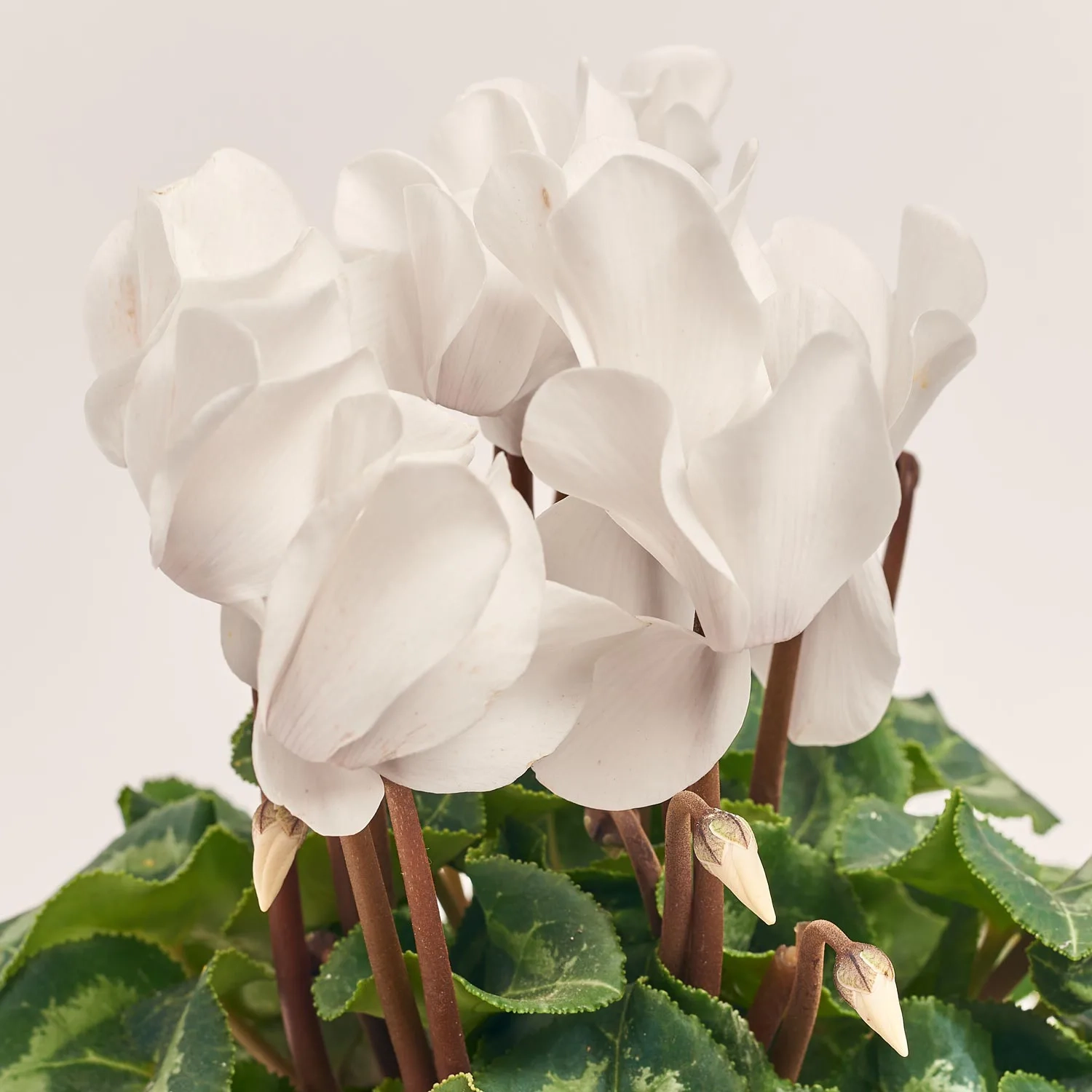 Цикламен Супер Леопардо, артикул: 39919 Зображення товару Цикламен Супер Леопардо, артикул: 39919