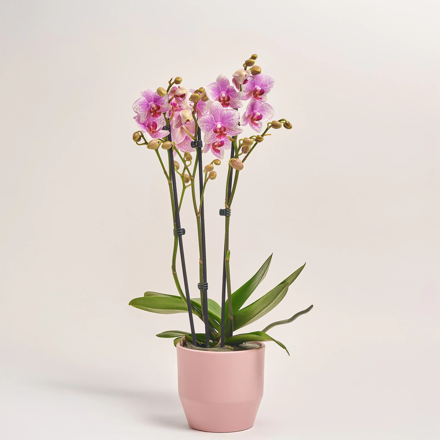 Зображення товару Фаленопсис Ротердам та Кашпо Сет 340, артикул: 53345