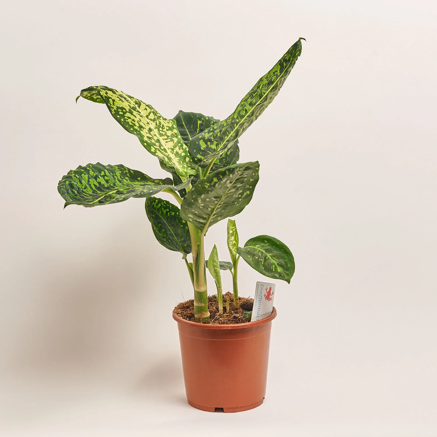 Дифенбахія Рефлектор, артикул: 55218 Зображення товару Дифенбахія Рефлектор, артикул: 55218