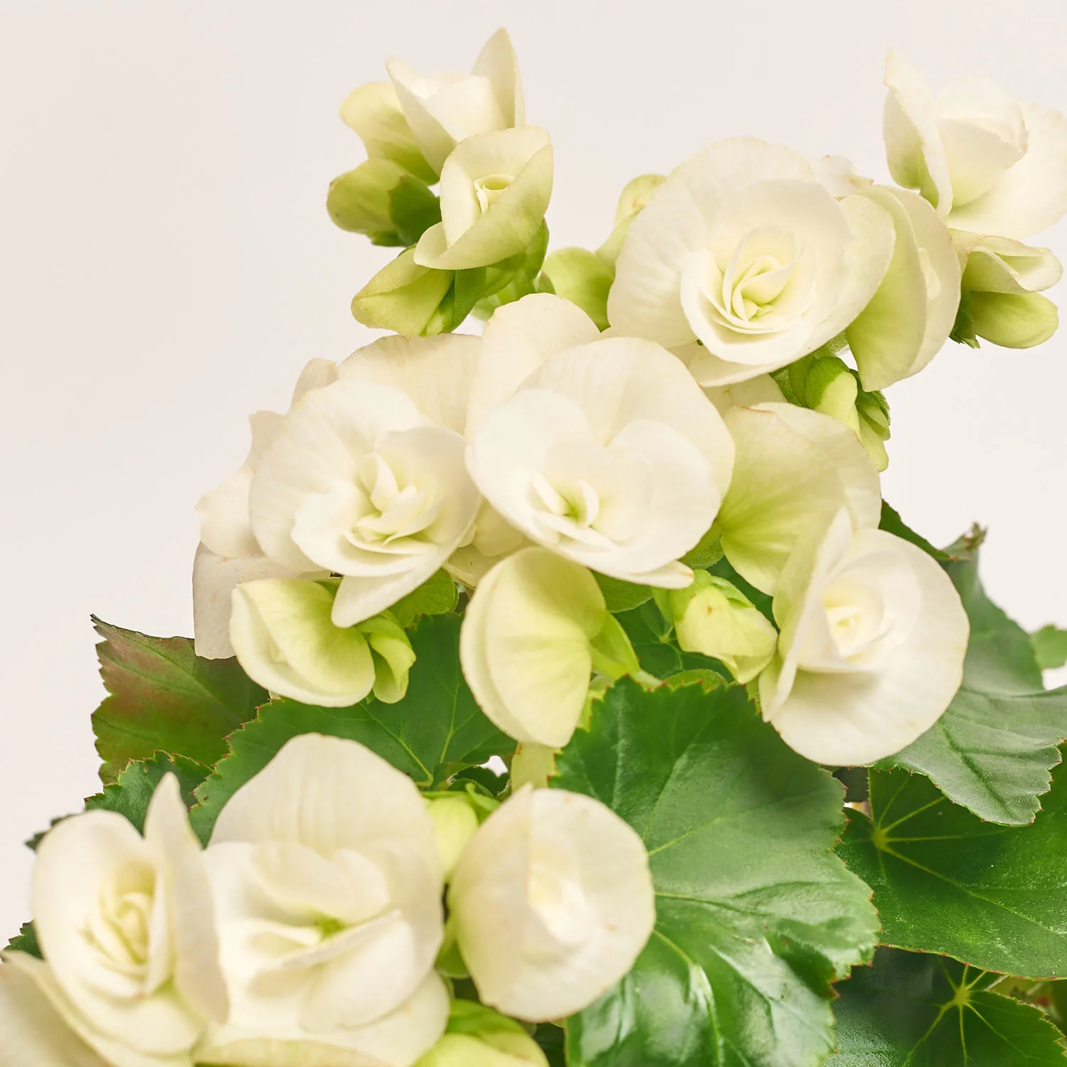 Бегонія мікс, артикул: 1203 Зображення товару Бегонія мікс, артикул: 1203