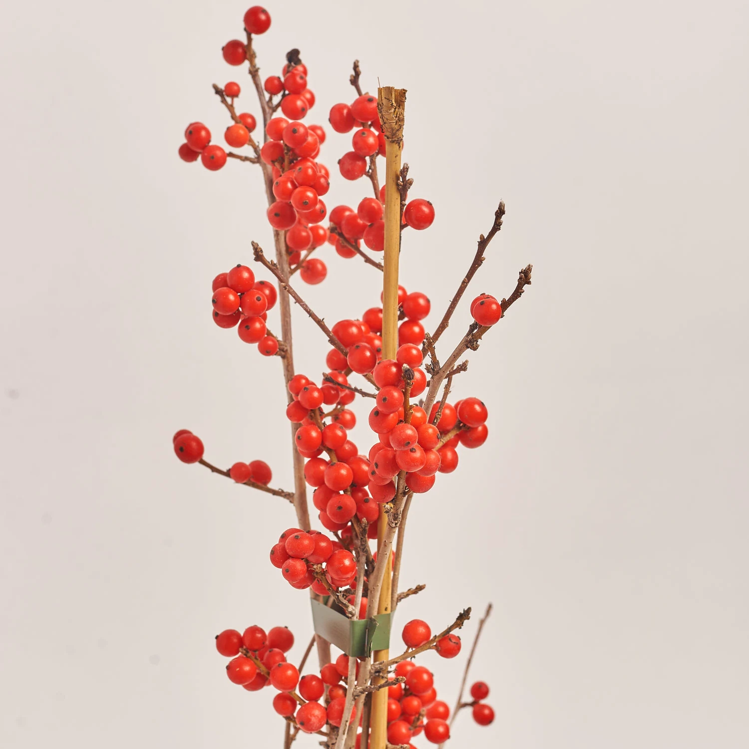 Ілекс Вертицилата, артикул: 22575 Зображення товару Ілекс Вертицилата, артикул: 22575