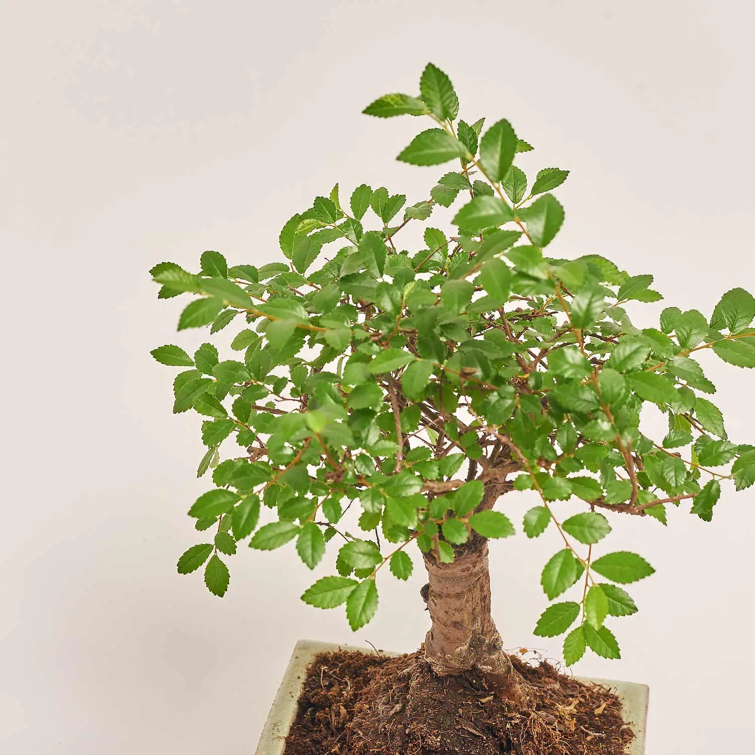 Зображення товару Бонсай в кер., артикул: 17924