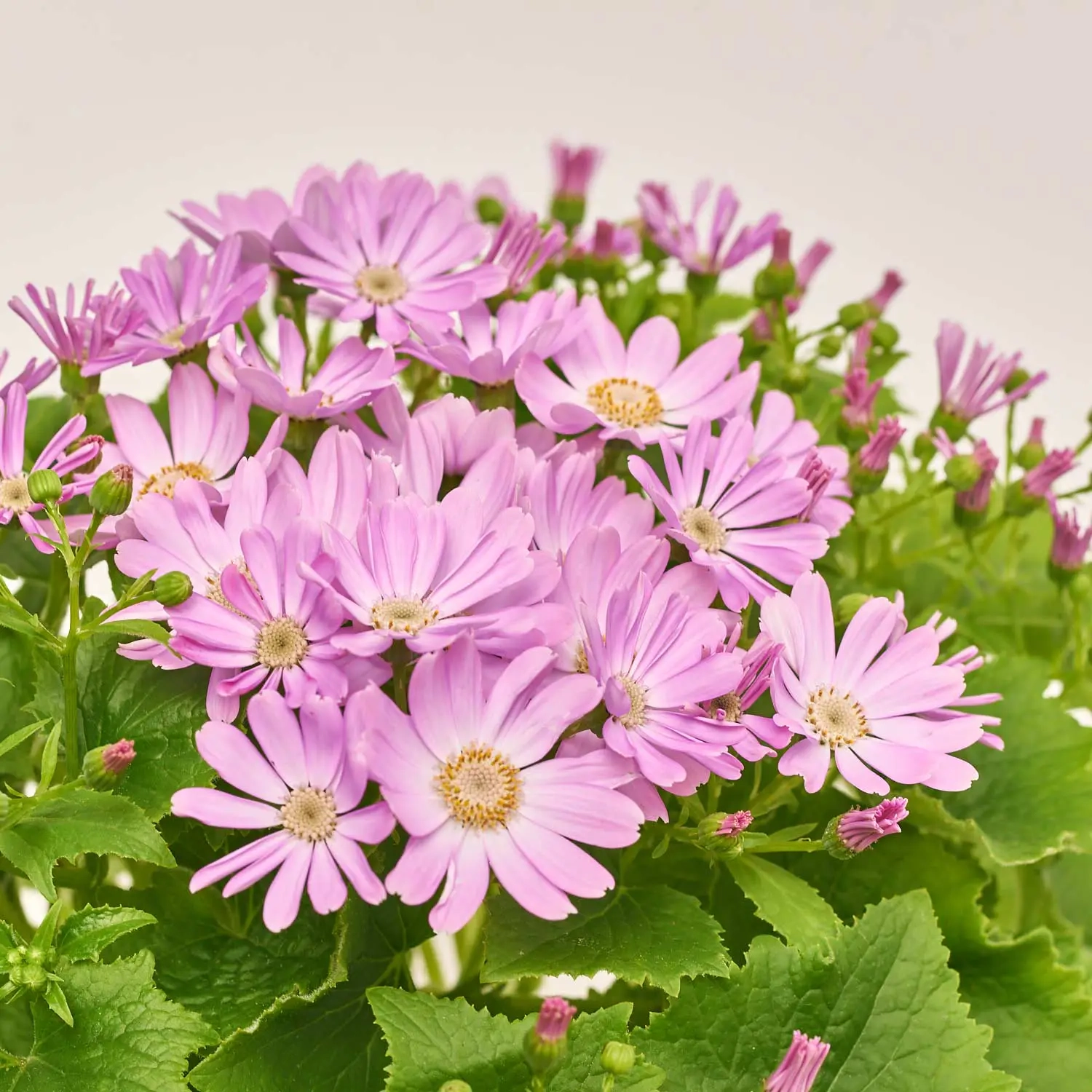 Перікаліс Венеція мікс, артикул: 4064 Зображення товару Перікаліс Венеція мікс, артикул: 4064