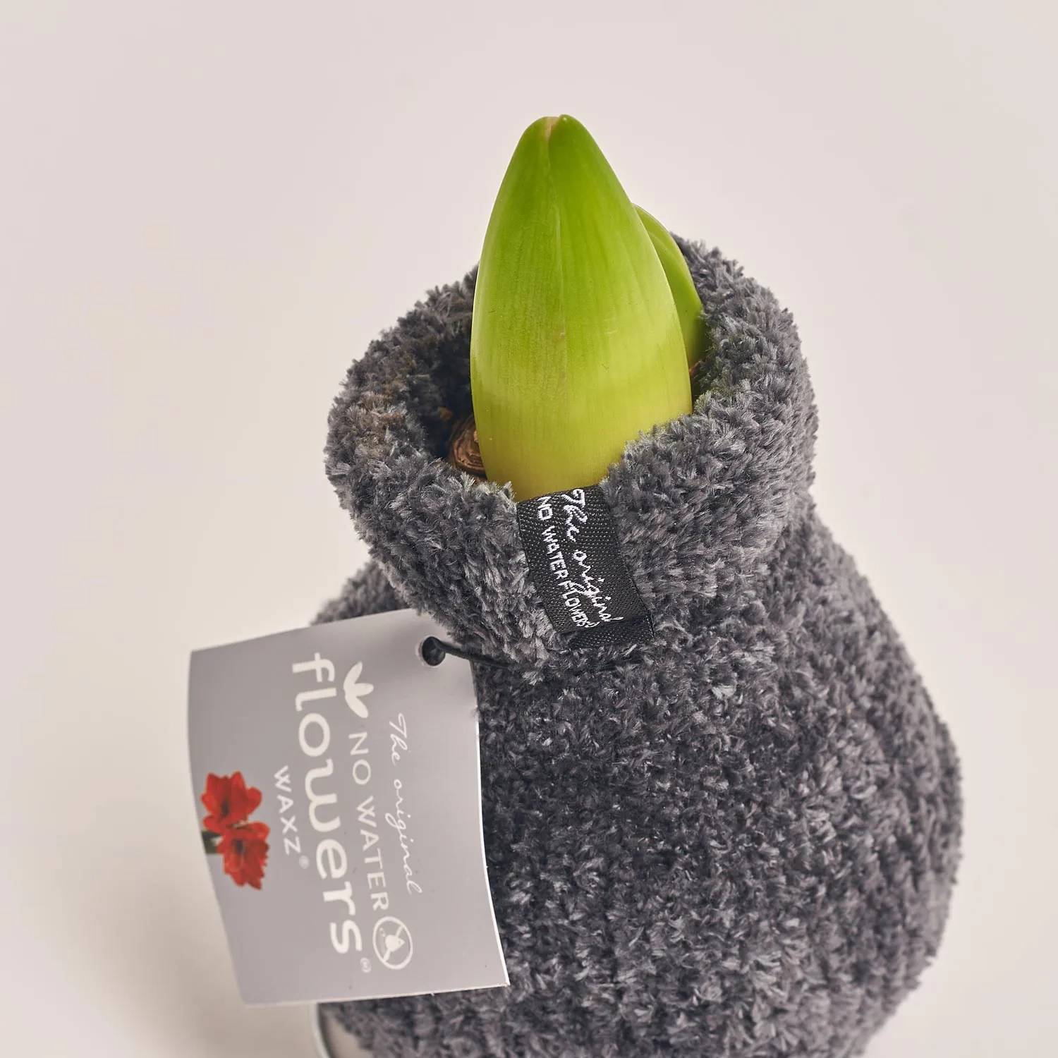 Зображення товару Амариліс "Коузі Тедді", артикул: 54804