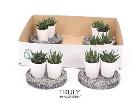 Зображення товару Хавортія "Дабл" мікс в кер., артикул: 54827