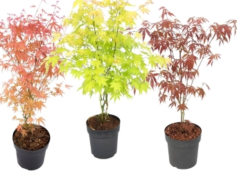 Клен Пальматум, артикул: 57313 Зображення товару Клен Пальматум, артикул: 57313