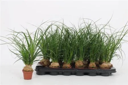 Ноліна Рекурвата, артикул: 53415 Зображення товару Ноліна Рекурвата, артикул: 53415