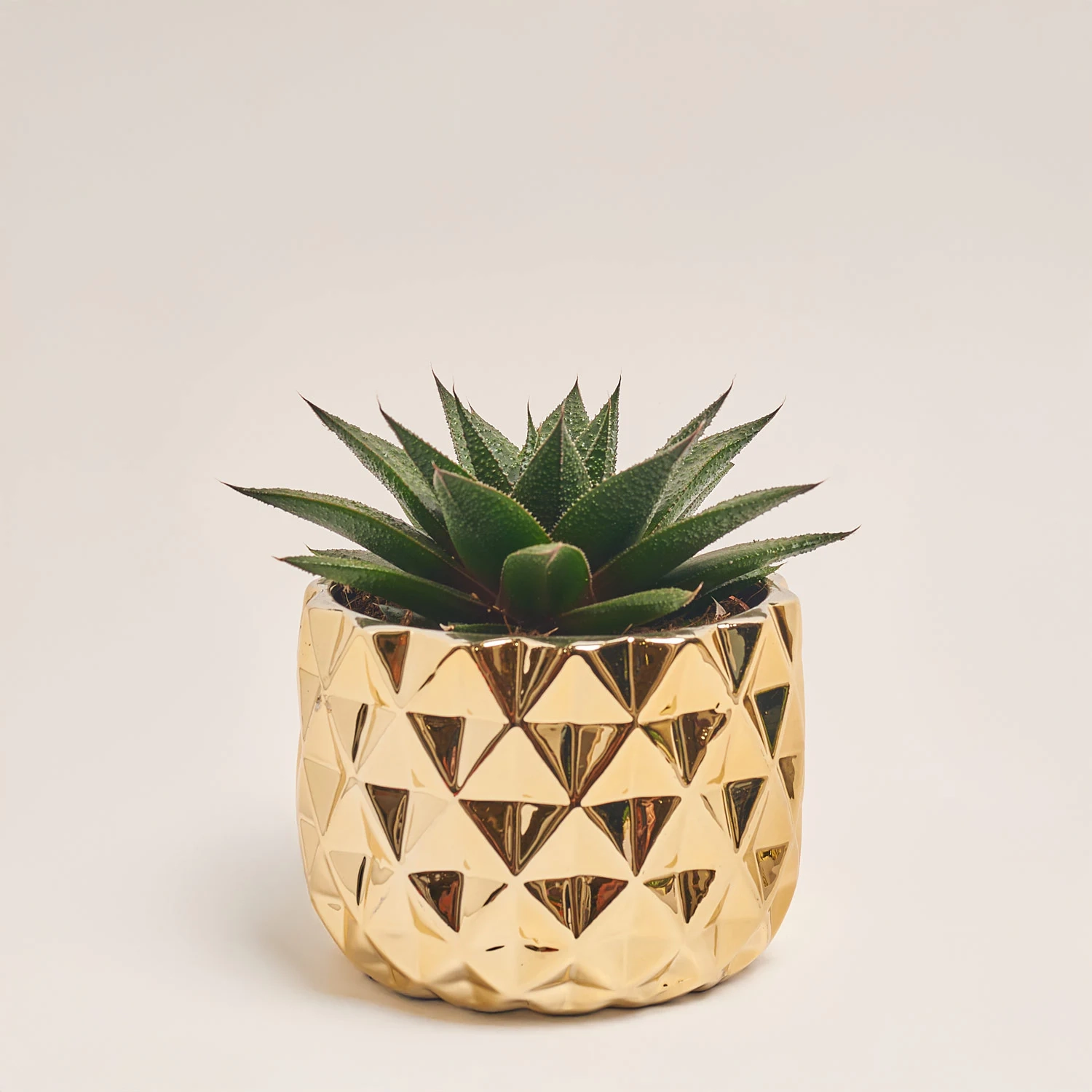 Зображення товару Сукулент мікс, артикул: 41177