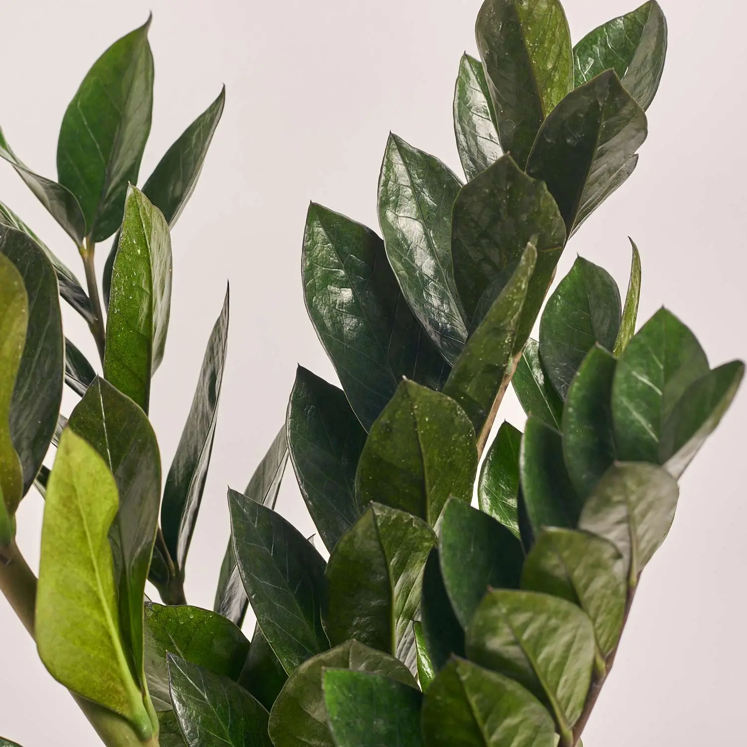 Зображення товару Заміокулькас Супер Нова 7ст., артикул: 55403