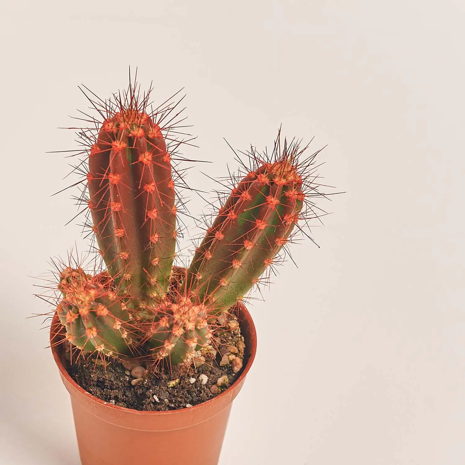 Кактус Рейнбов, артикул: 31133 Зображення товару Кактус Рейнбов, артикул: 31133