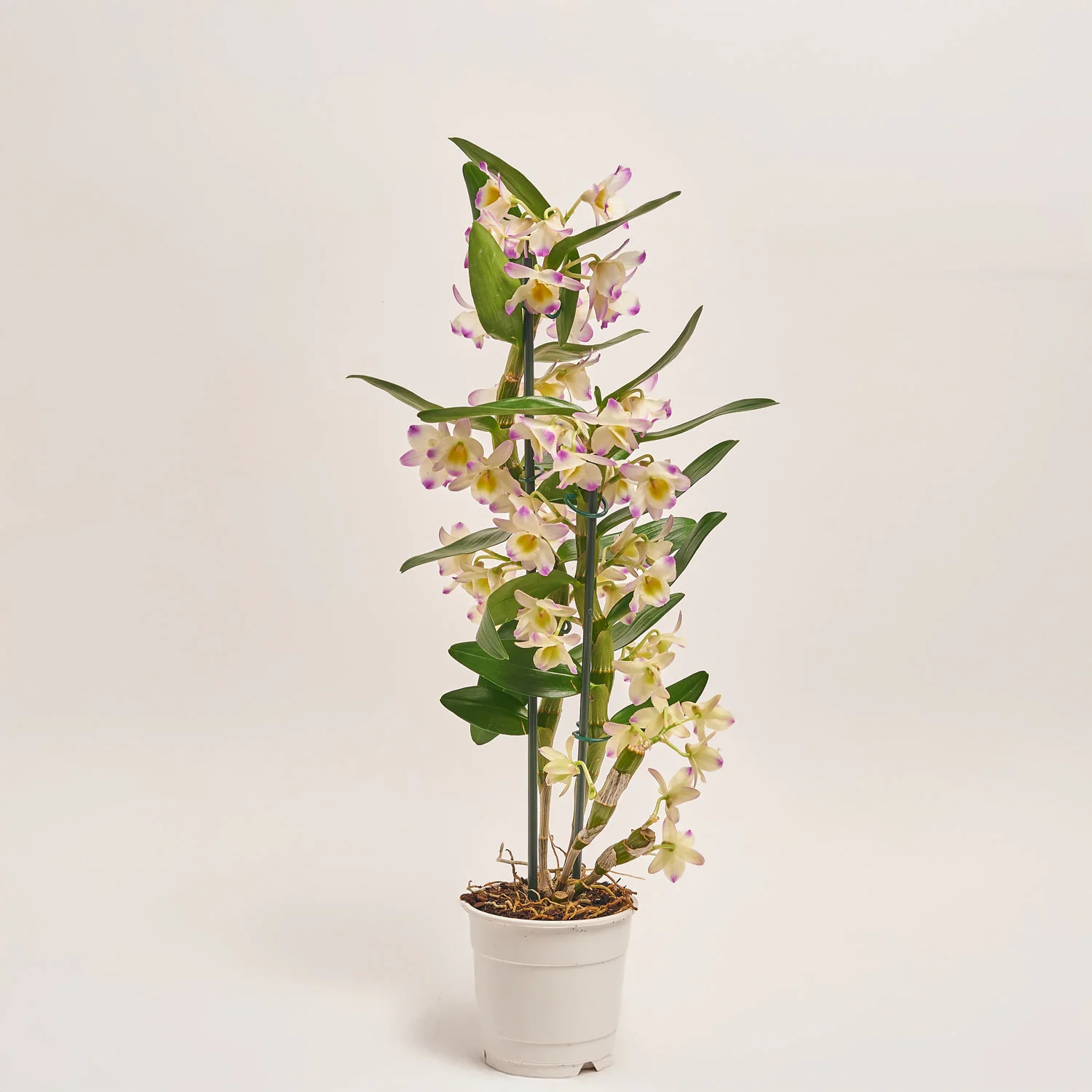 Дендробіум Куміко 2ст., артикул: 19262 Зображення товару Дендробіум Куміко 2ст., артикул: 19262