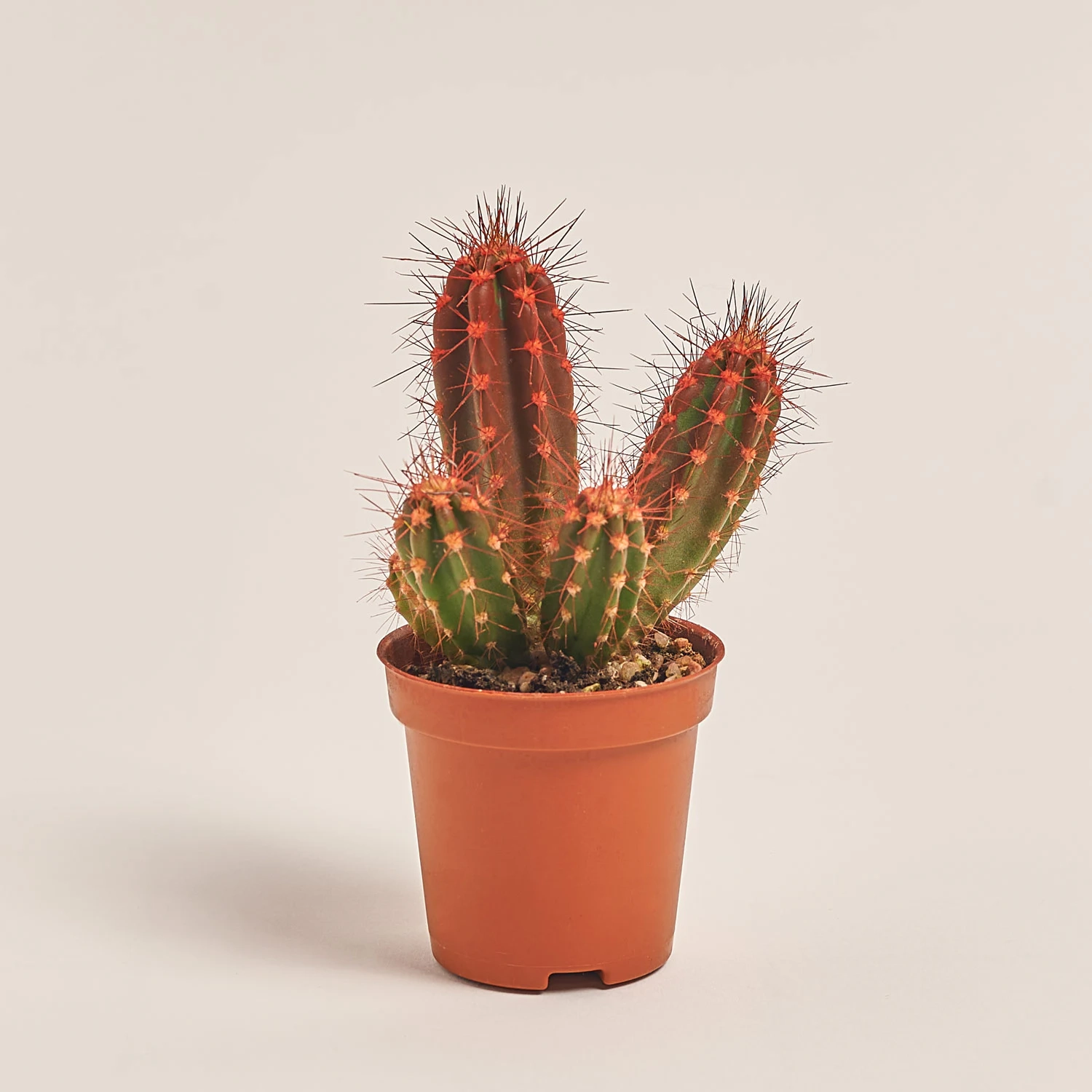 Кактус Рейнбов, артикул: 31133 Зображення товару Кактус Рейнбов, артикул: 31133