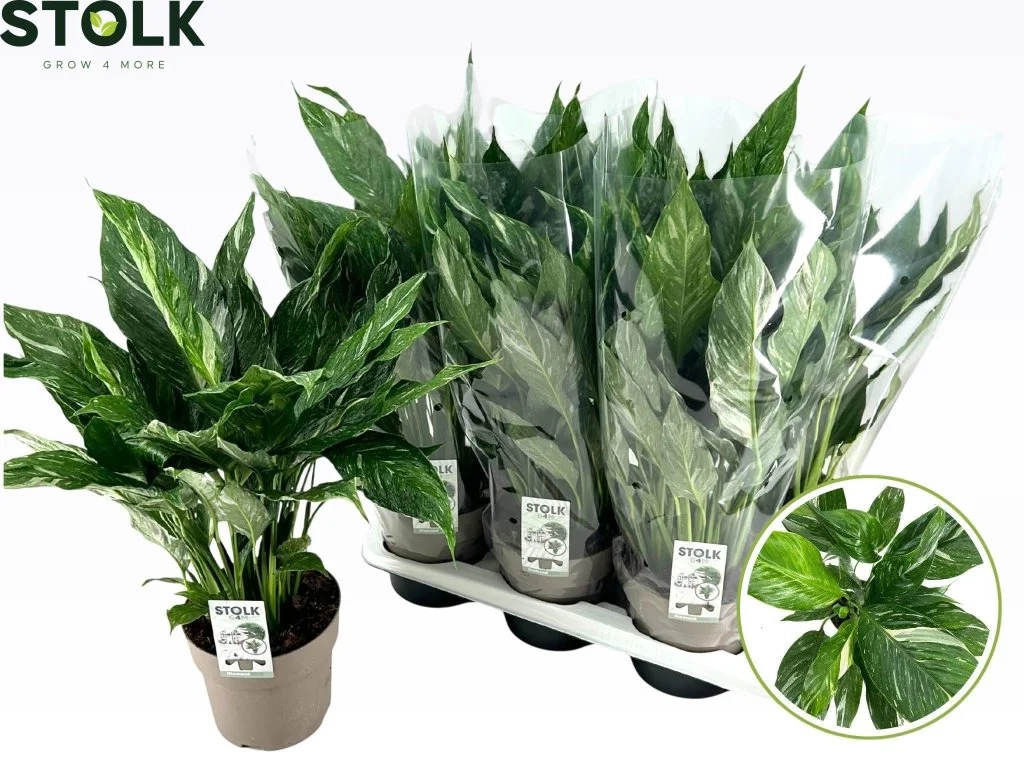 Зображення товару Спатифіллум Даймонд, артикул: 56574