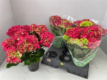Зображення товару Гортензія червона 11ст., артикул: 38039