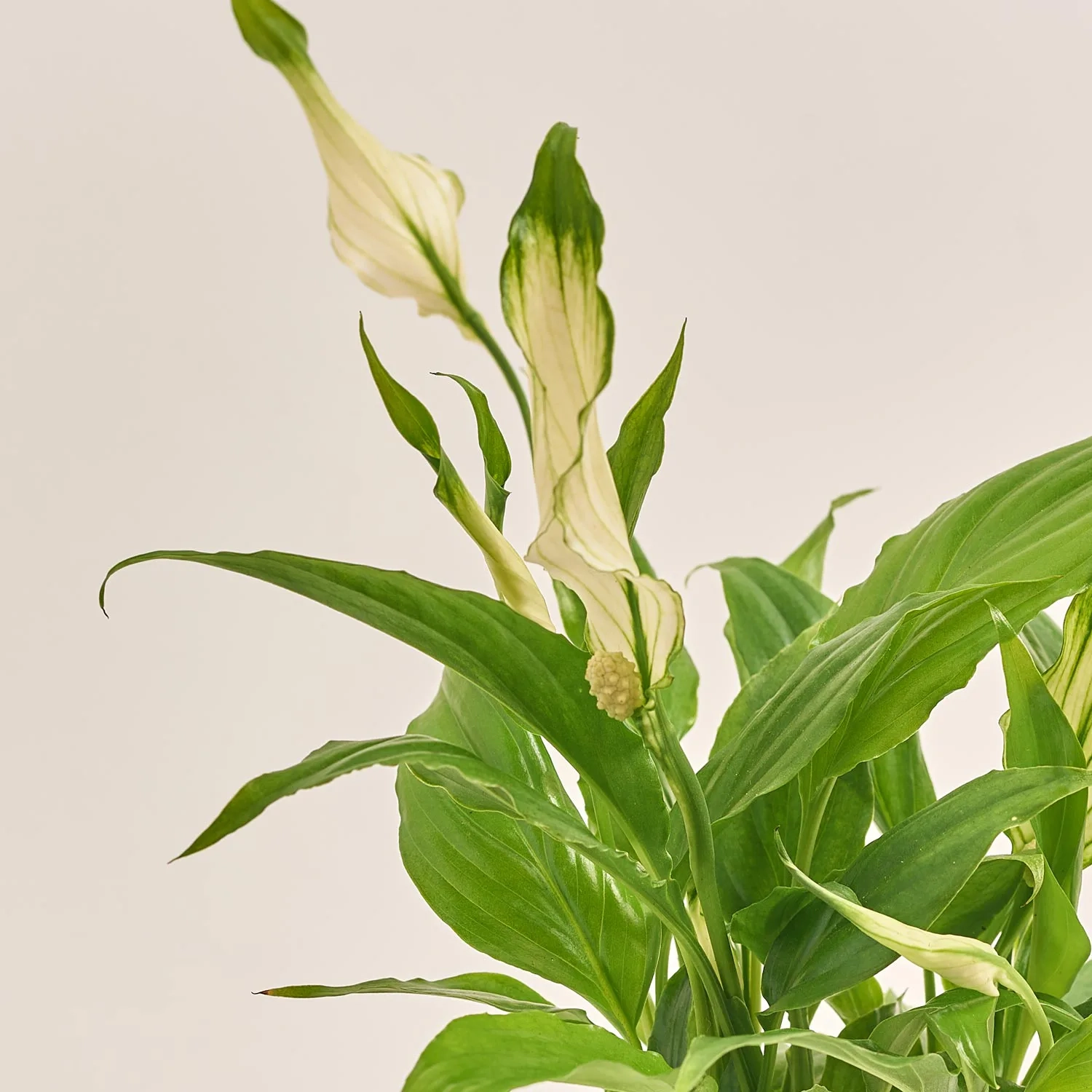 Зображення товару Спатифіллум Шопен в кер., артикул: 33153