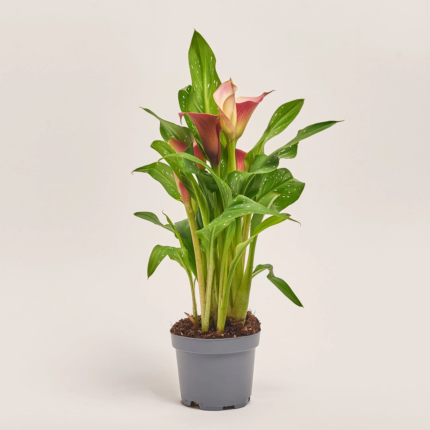 Зображення товару Зантедескія мікс, артикул: 21221