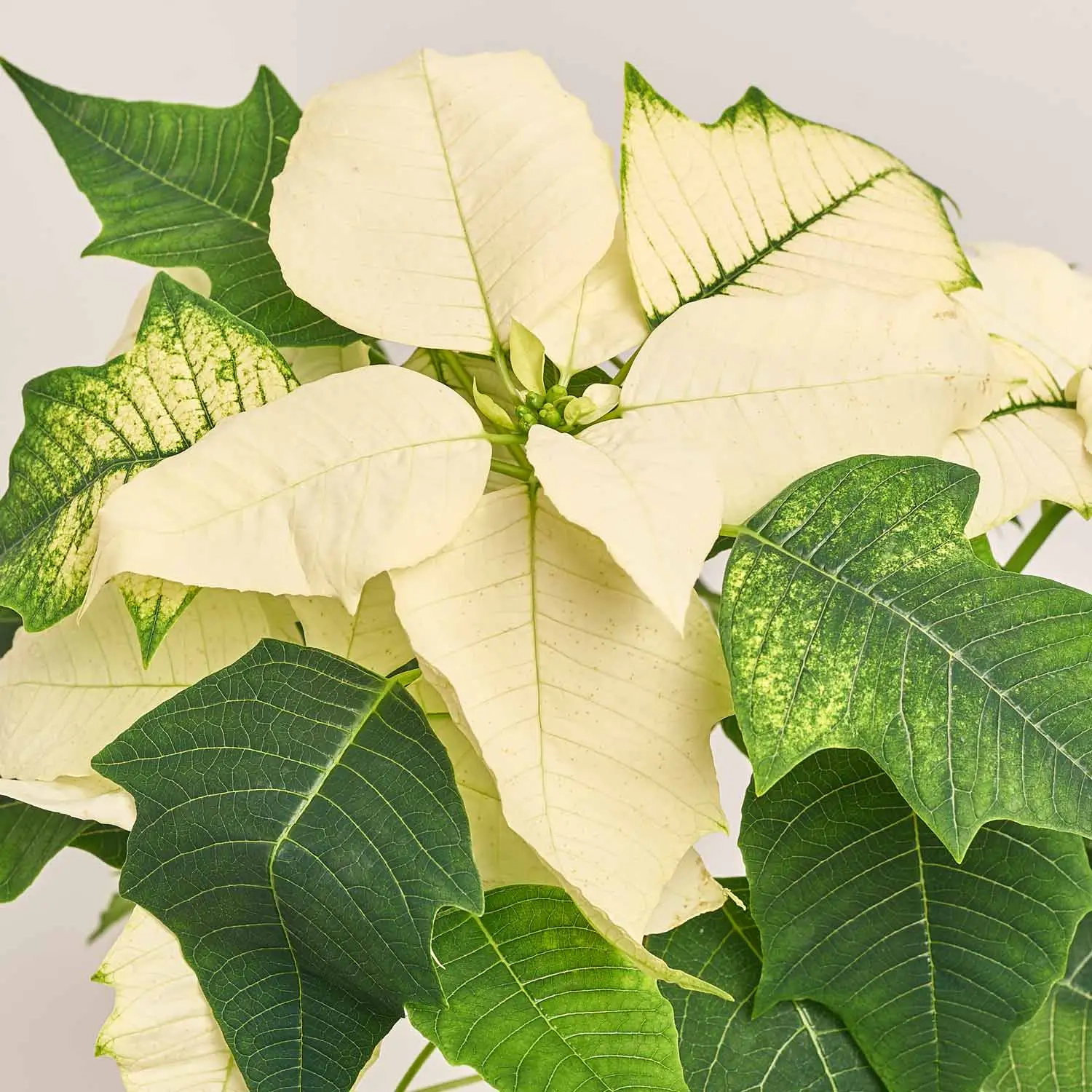 Зображення товару Пуансетія Аляска штамб., артикул: 54543