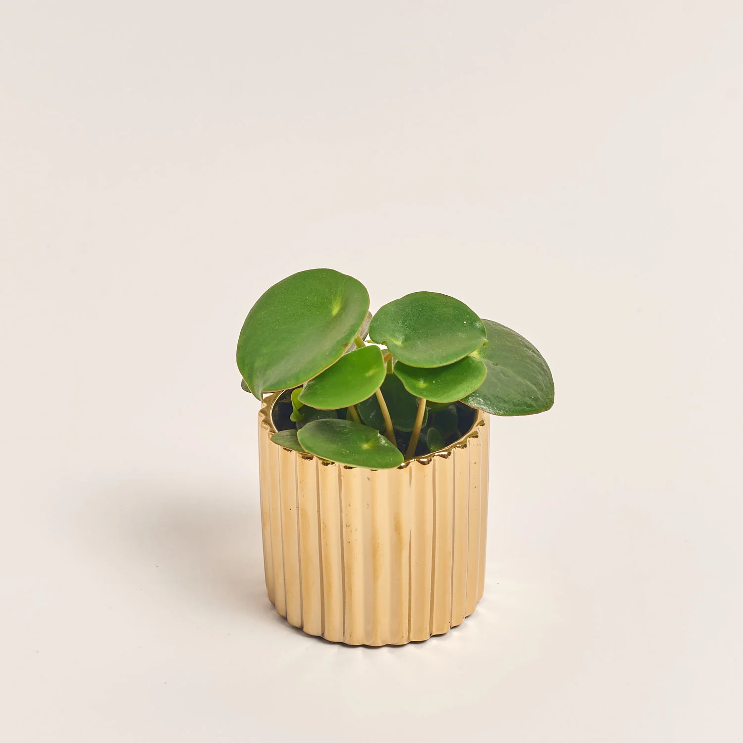 Пеперомія Каперата мікс в кер., артикул: 52072 Зображення товару Пеперомія Каперата мікс в кер., артикул: 52072