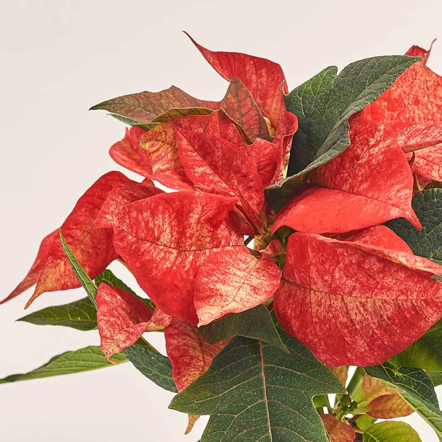 Зображення товару Пуансетія Айс Принцес, артикул: 53689