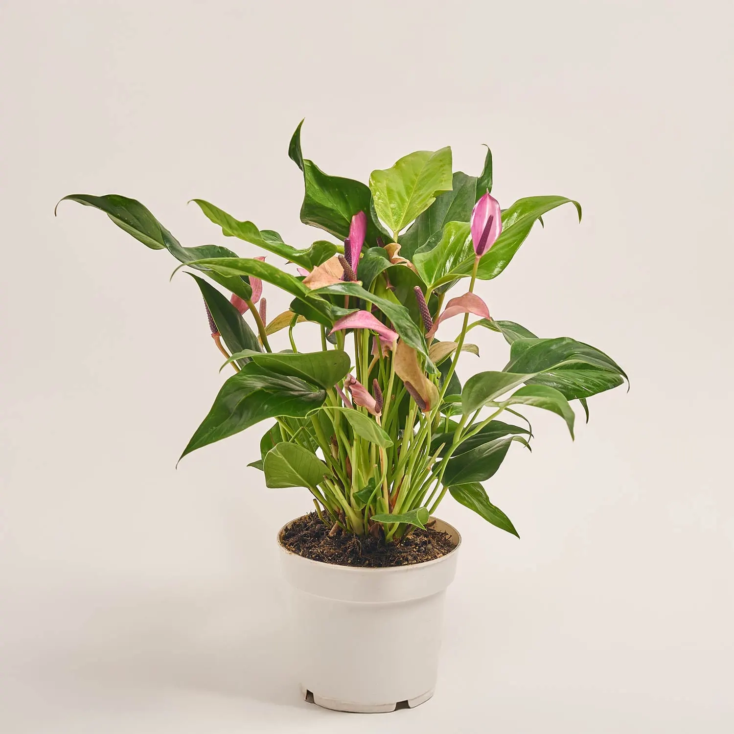 Антуріум Міллє Зізу, артикул: 50963 Зображення товару Антуріум Міллє Зізу, артикул: 50963