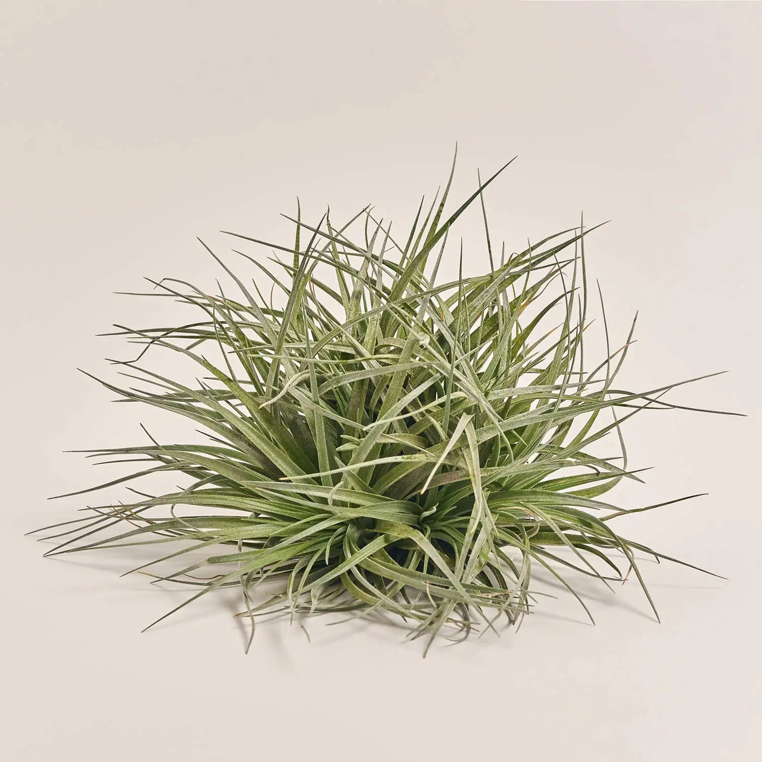 Зображення товару Тілландсія Супер Сільвер XXL, артикул: 53758