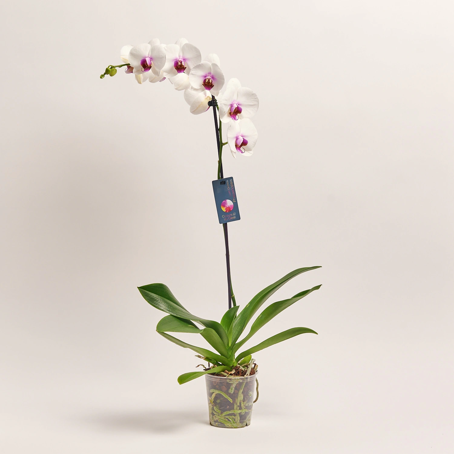 Фаленопсис 1ст. мікс, артикул: 18850 Зображення товару Фаленопсис 1ст. мікс, артикул: 18850