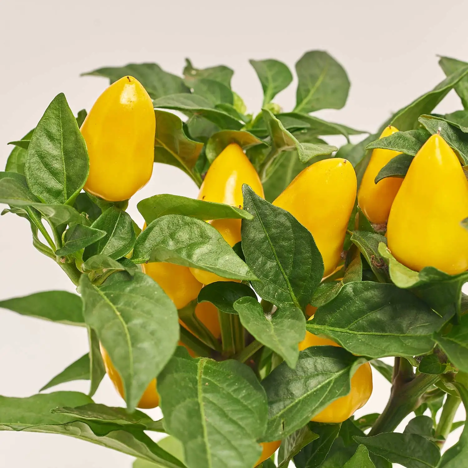 Зображення товару Капсікум Фаворит мікс, артикул: 9947