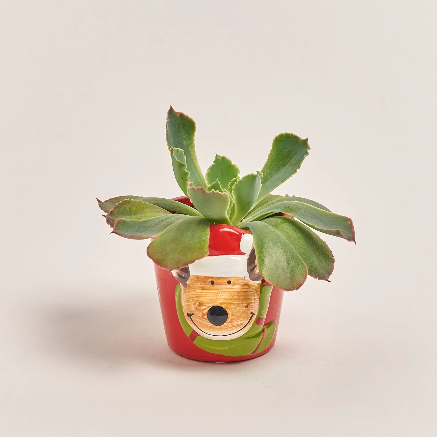 Зображення товару Сукулент мікс "Оленята" в кер., артикул: 53958