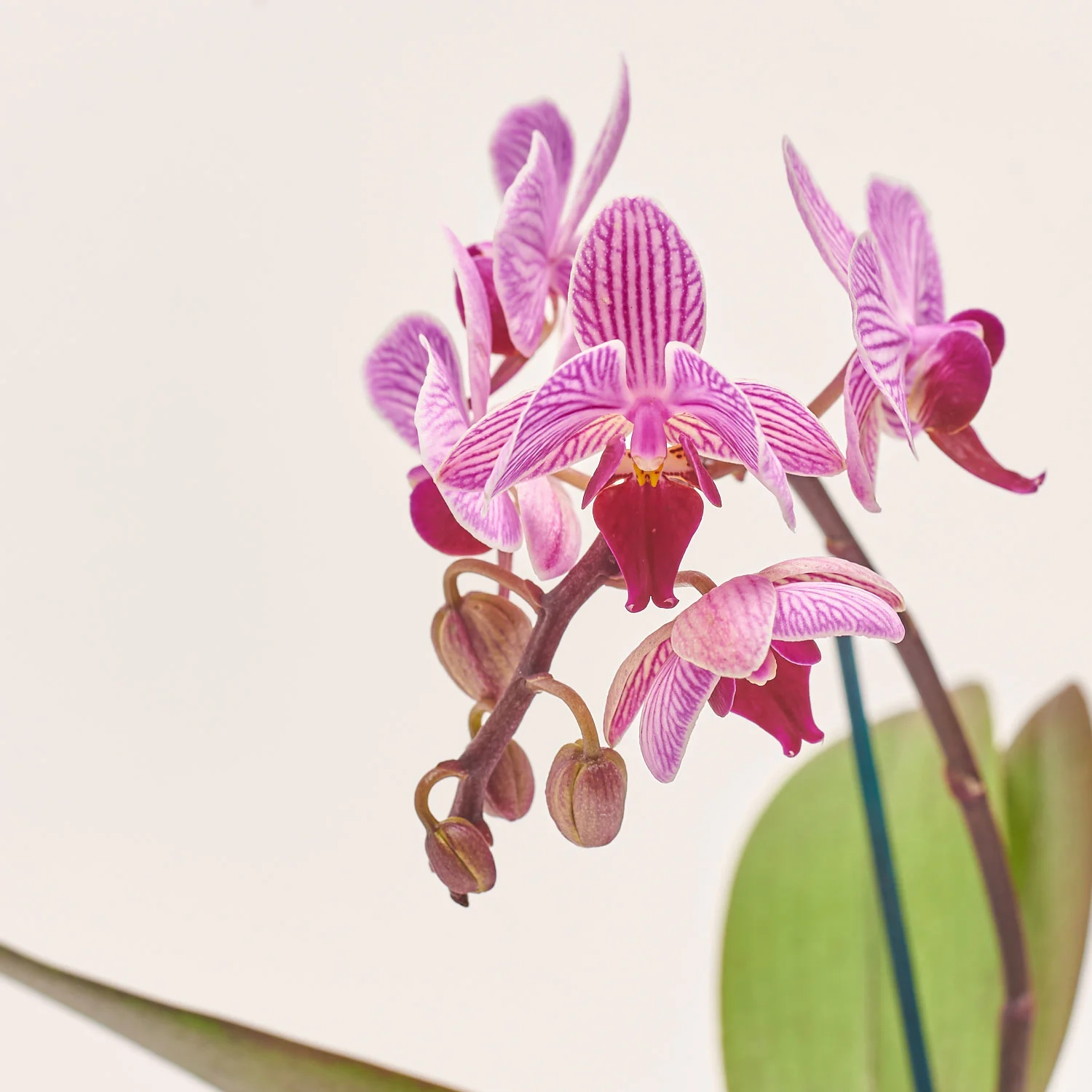 Зображення товару Фаленопсис міні 1ст. в кер., артикул: 50231