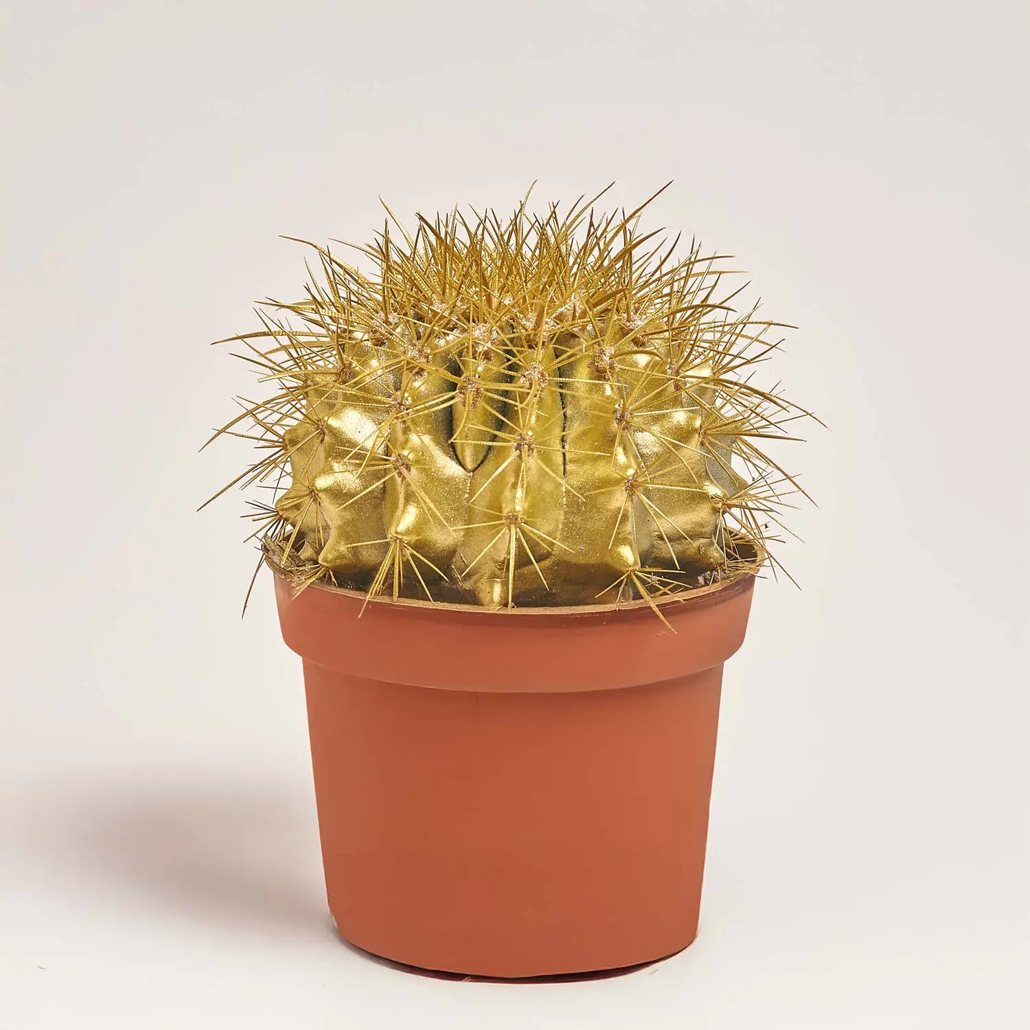 Зображення товару Ехінокактус Рейнбов новорічний мікс, артикул: 43412