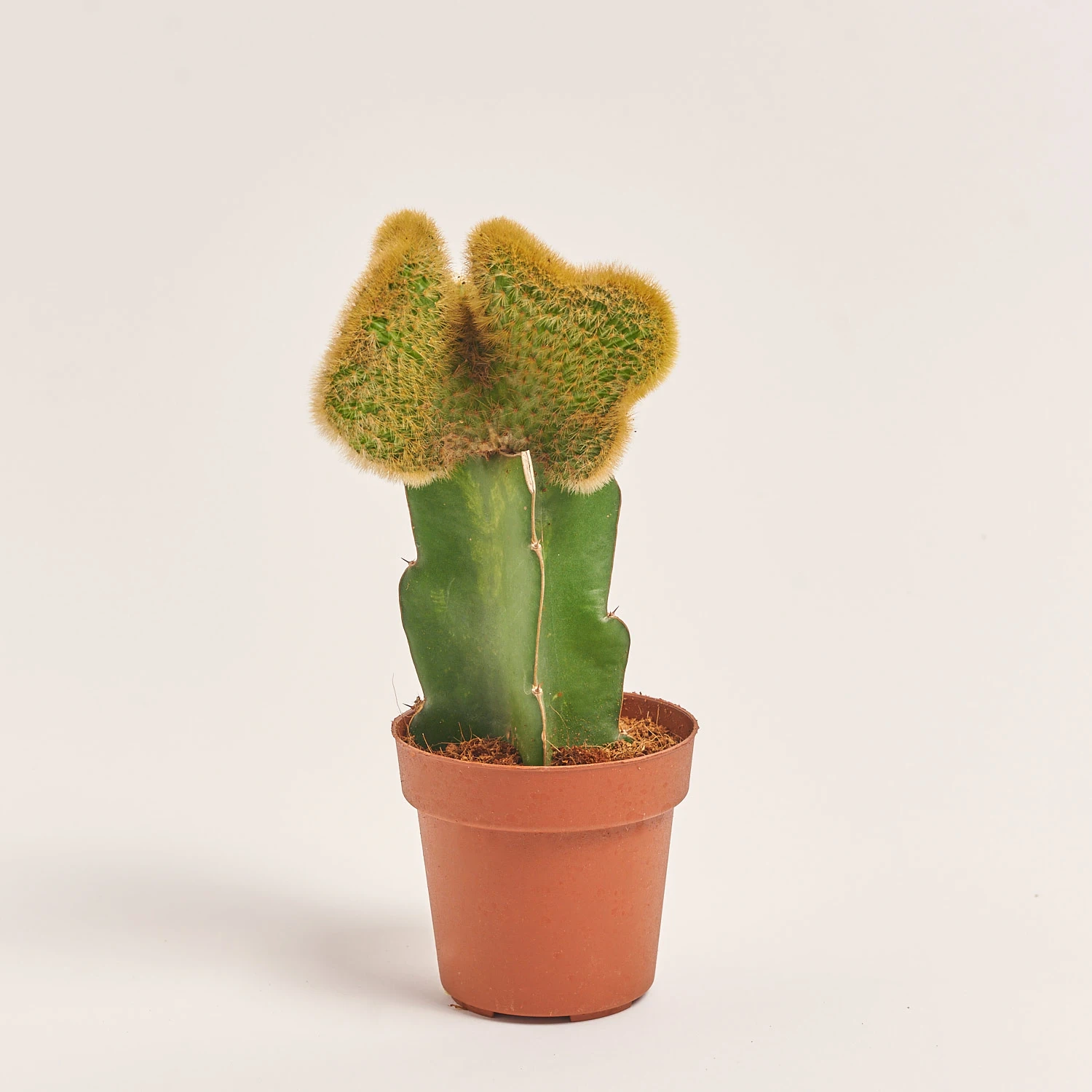 Гімнокаліциум мікс, артикул: 1470 Зображення товару Гімнокаліциум мікс, артикул: 1470