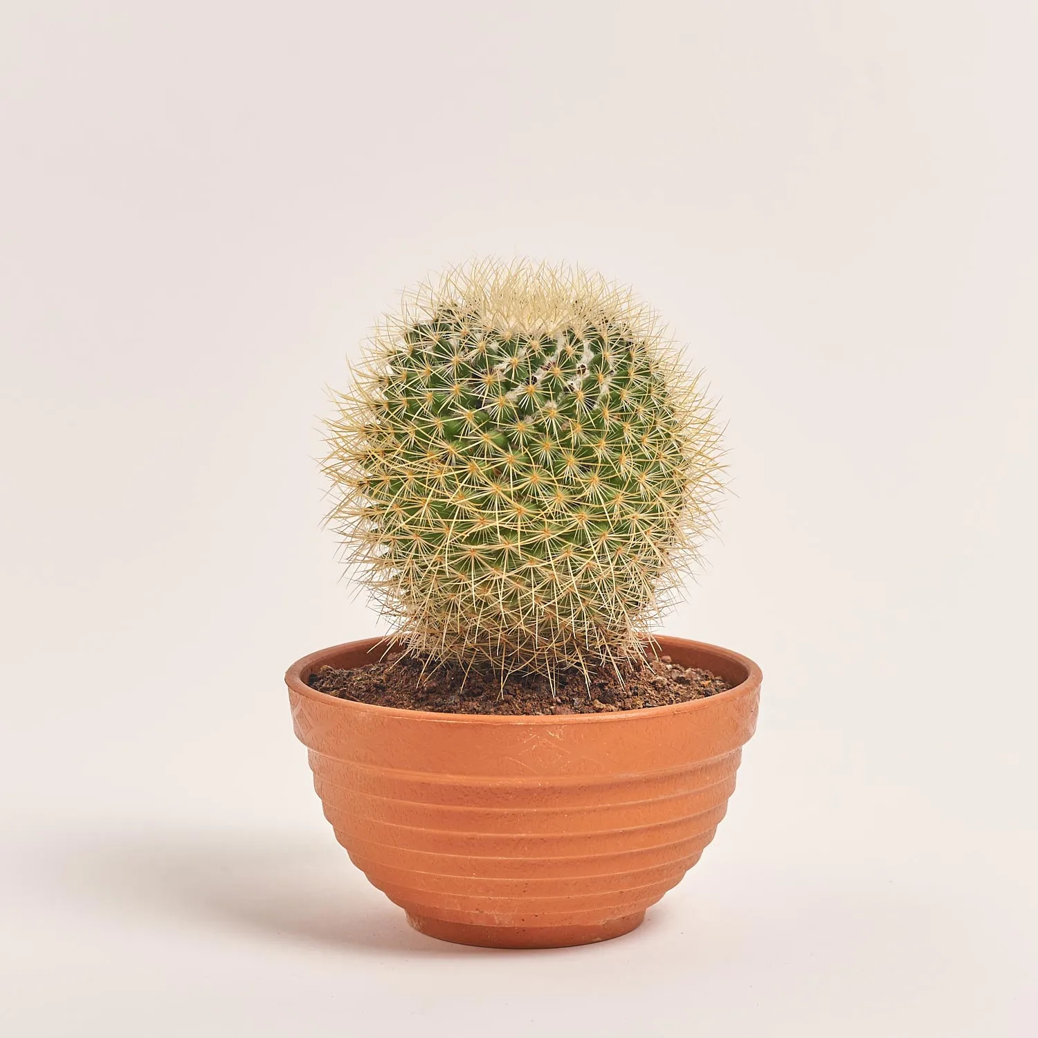 Зображення товару Кактус мікс, артикул: 56847