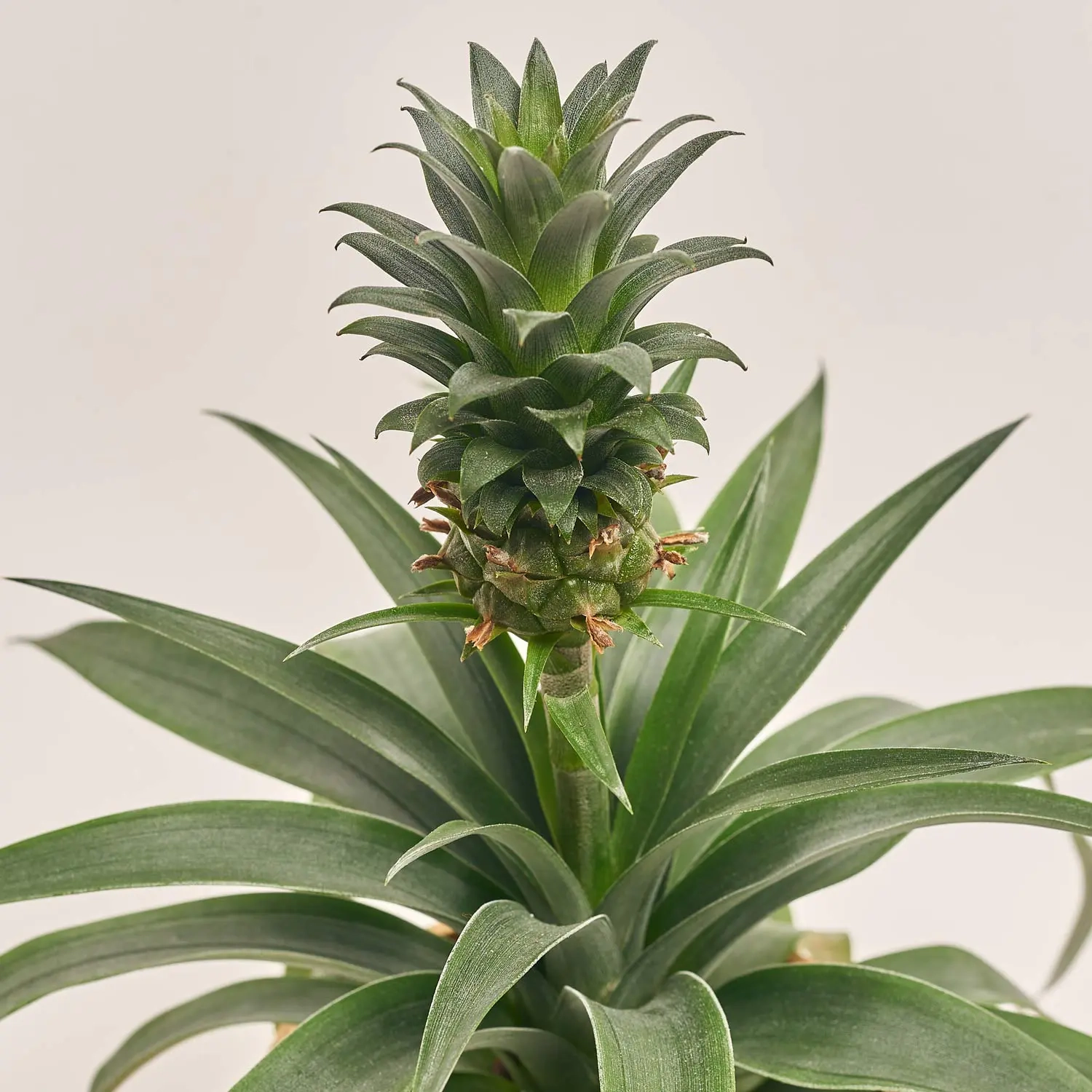 Зображення товару Ананас та Кашпо Новорічне Сет 518, артикул: 54699