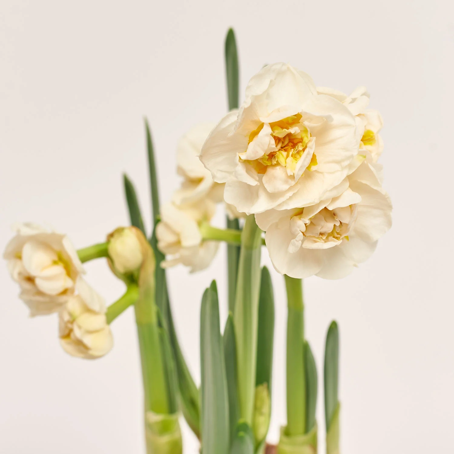 Зображення товару Нарцис Брайдал Краун, артикул: 45407