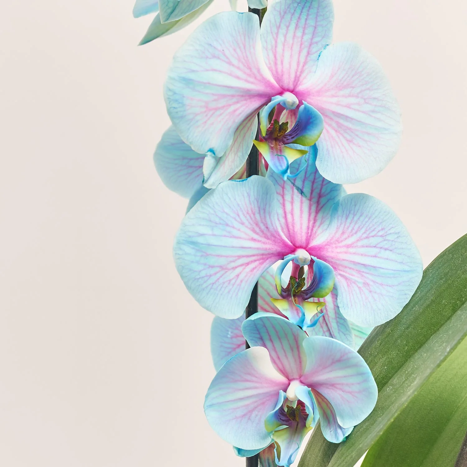 Зображення товару Фаленопсис фарб. каскад 1ст., артикул: 56337