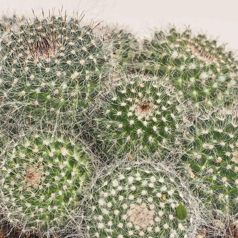 Зображення товару Кактус мікс, артикул: 33267