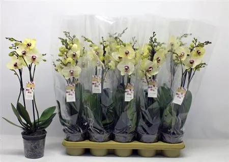 Фаленопсис "Лаймлайт" 2ст., артикул: 54829 Зображення товару Фаленопсис "Лаймлайт" 2ст., артикул: 54829