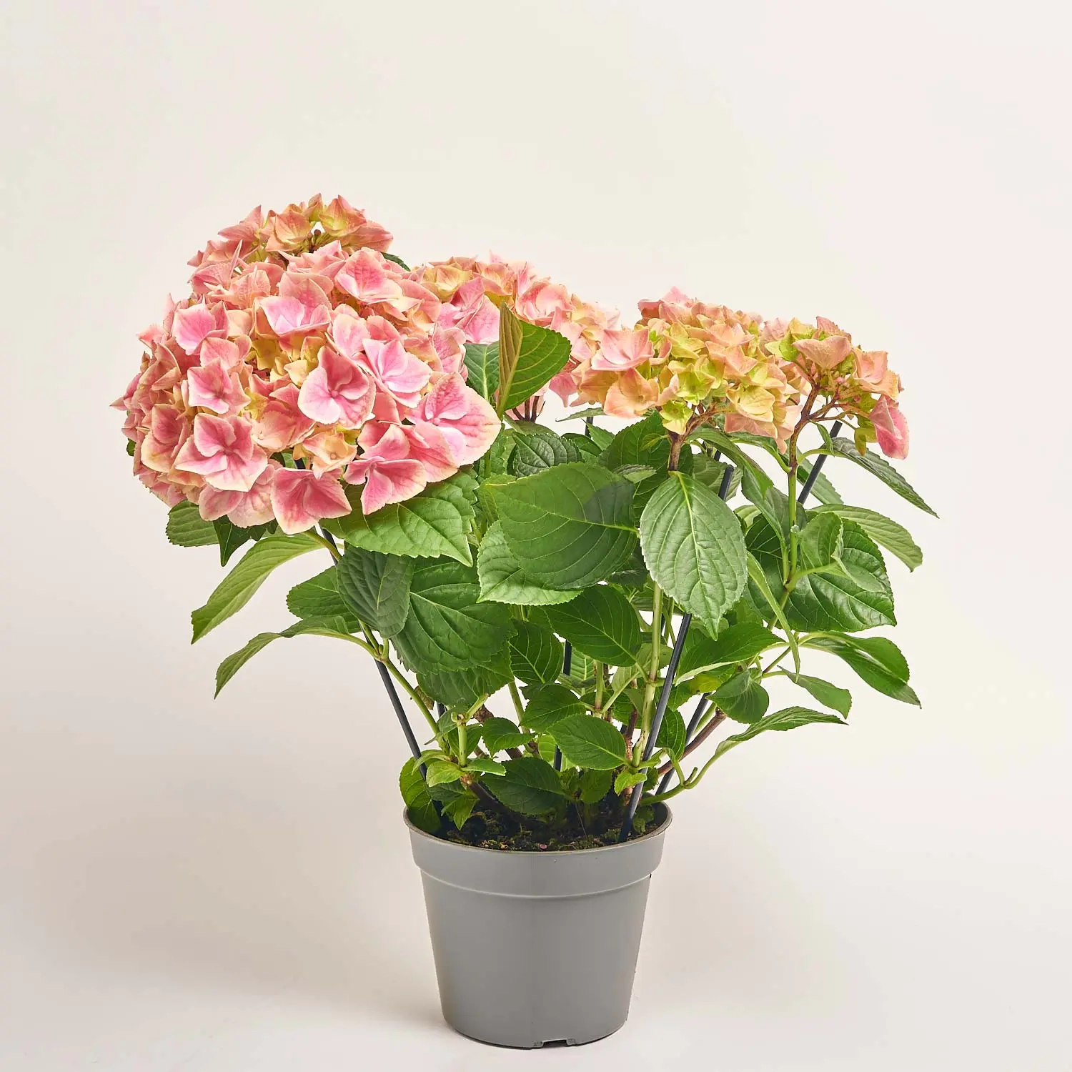 Зображення товару Гортензія рожево-зелена 8ст., артикул: 38143