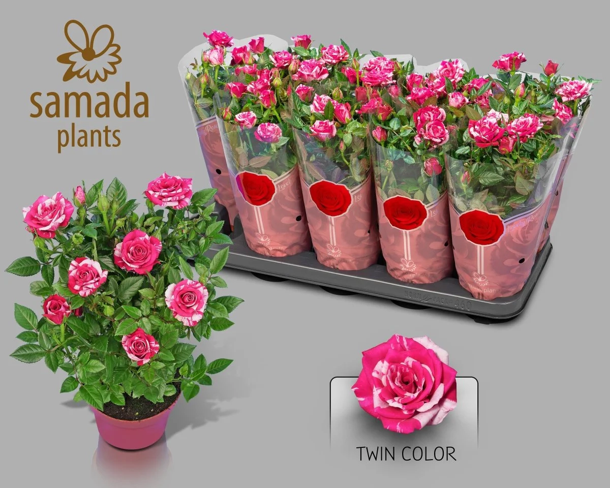 Зображення товару Троянда Твін Колор, артикул: 57004