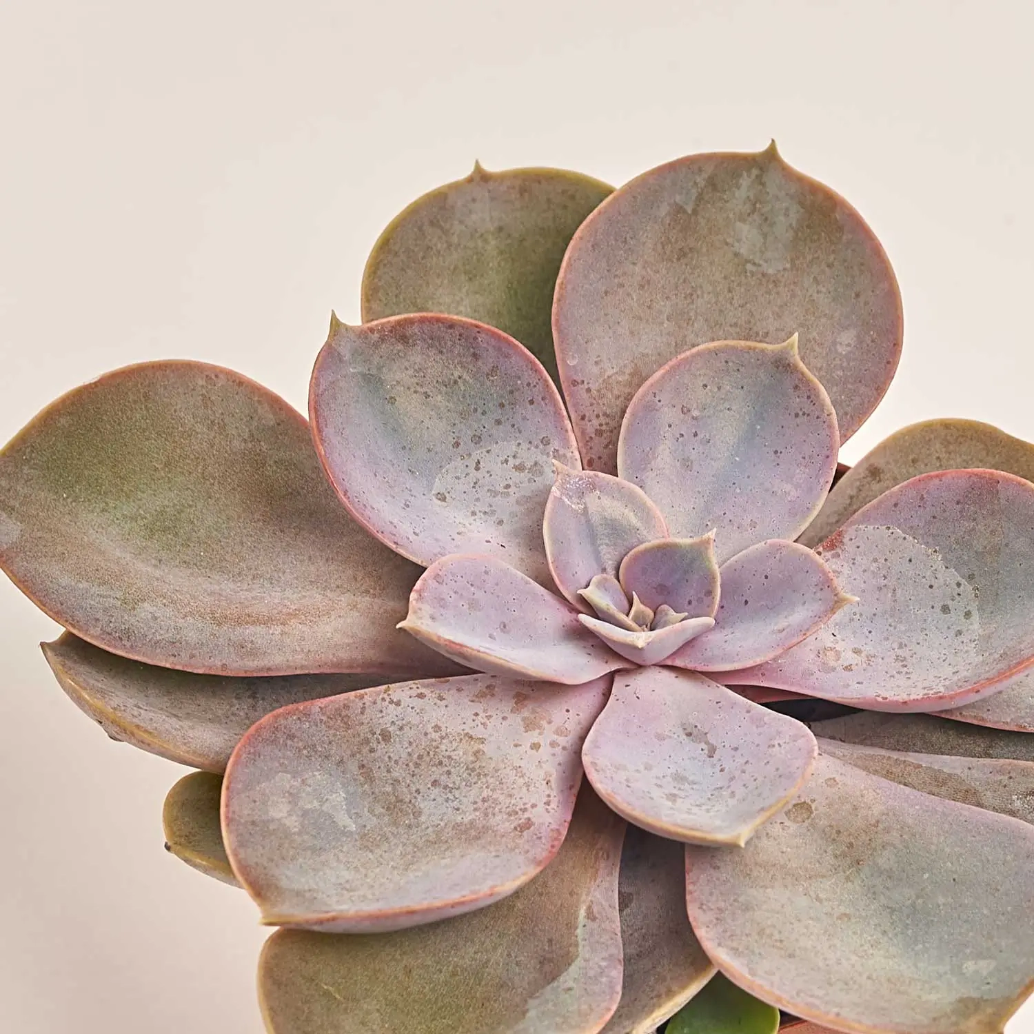 Ехеверія мікс, артикул: 38516 Зображення товару Ехеверія мікс, артикул: 38516